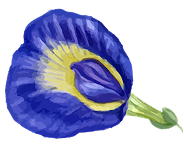BUTTERFLY PEA LIME Gallery Corner Bottom Image