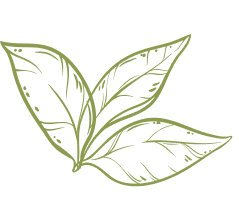 GREEN TEA LEAF Gallery Corner Top Image